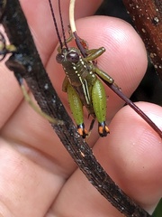 Pseudonautia manuana