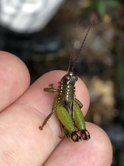 Pseudonautia manuana