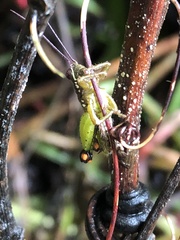 Pseudonautia manuana