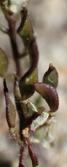 Draba streptocarpa