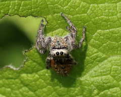 Phidippus clarus