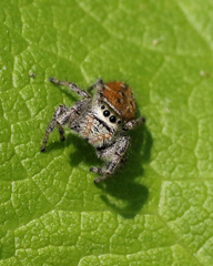 Phidippus clarus
