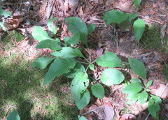 Solidago arguta boottii