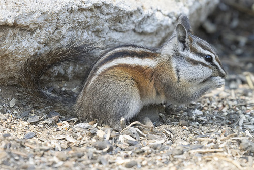 Lodgepole Chipmunk, Virginia Lakes Resort, Virginia Lakes Road, Mono County, California, photo 10 of 10
