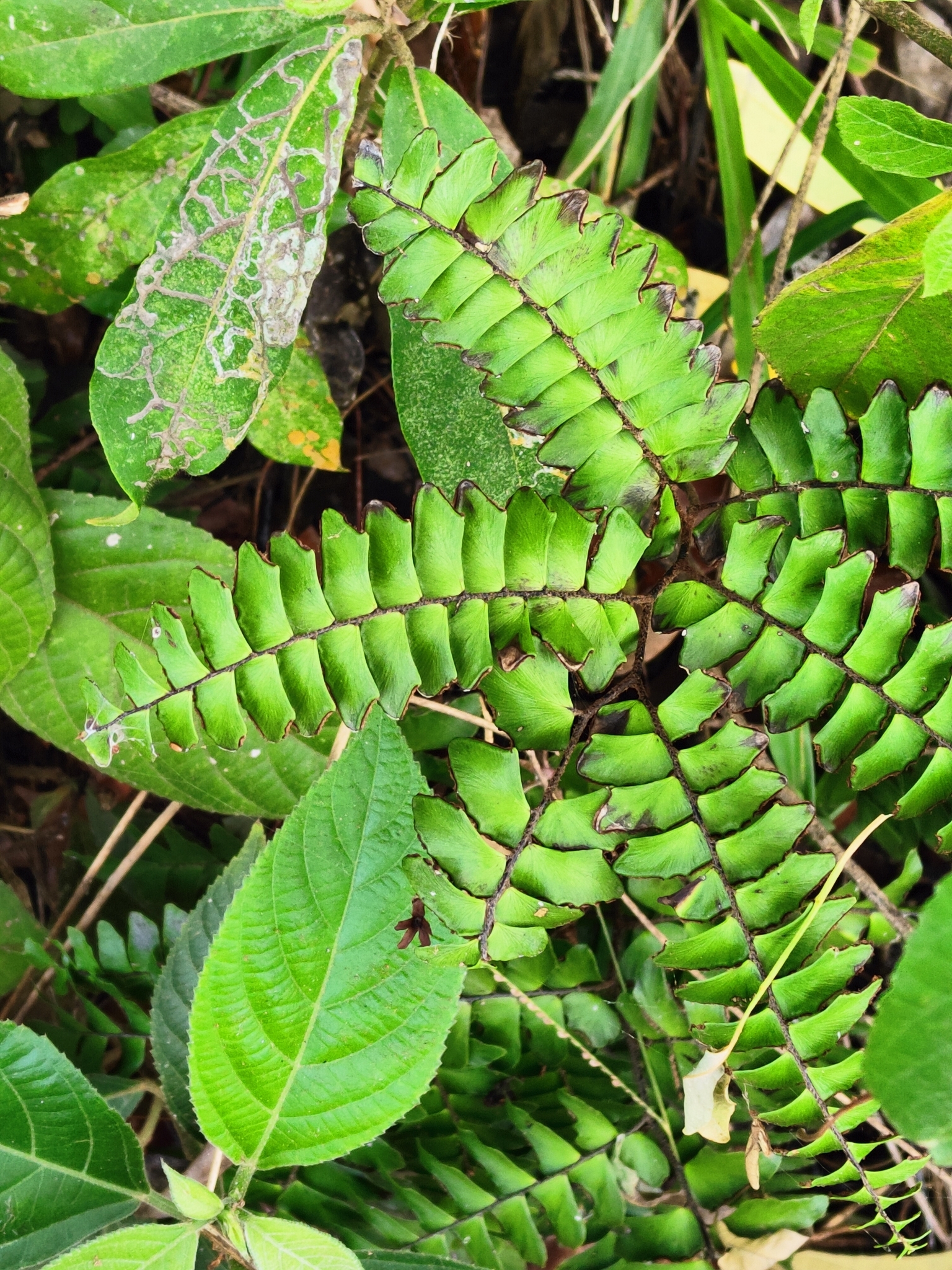 Adiantum villosum
