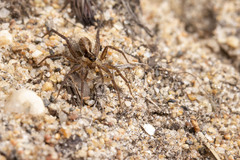 Pardosa hyperborea