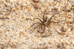 Pardosa hyperborea