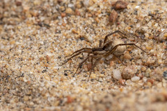 Pardosa hyperborea