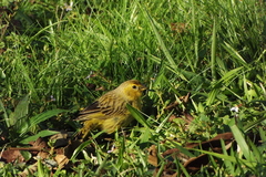 Sicalis flaveola