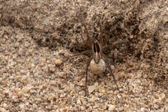 Pardosa hyperborea