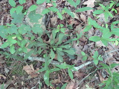 Silene virginica