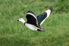Cotton Pygmy-Goose photo 5