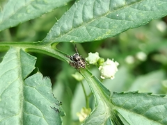 Habronattus cambridgei