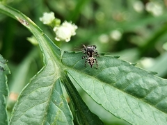 Habronattus cambridgei