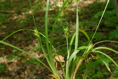 Carex willdenowii