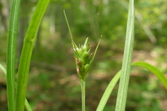 Carex willdenowii