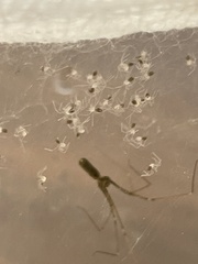 Pholcus opilionoides