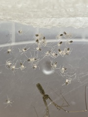 Pholcus opilionoides