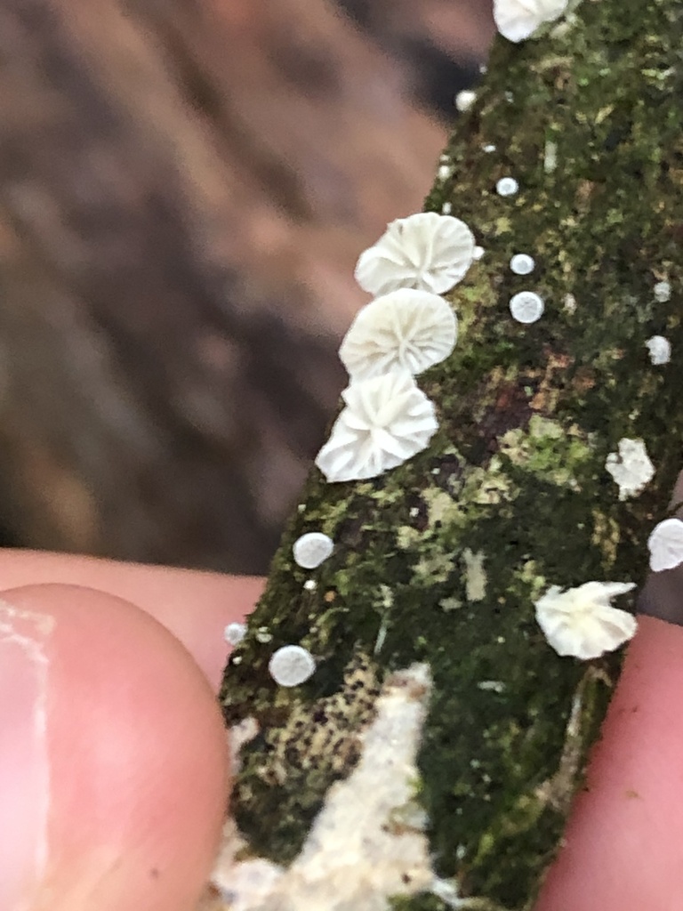Crepidotus variabilis
