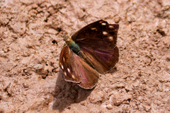 Eunica monima modesta