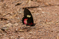 Parides eurimedes
