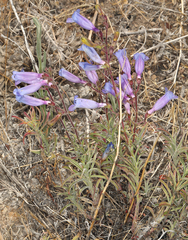 Penstemon laetus sagittatus