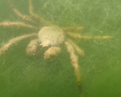 Pyromaia tuberculata