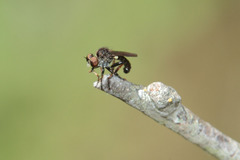 Hadrokolos texanus