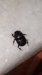Onthophagus dama