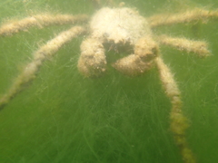 Pyromaia tuberculata