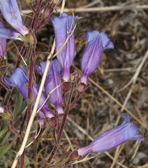 Penstemon laetus sagittatus