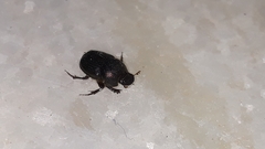 Onthophagus dama