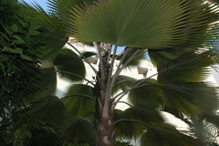 Pritchardia pacifica