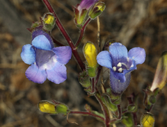 Penstemon laetus sagittatus
