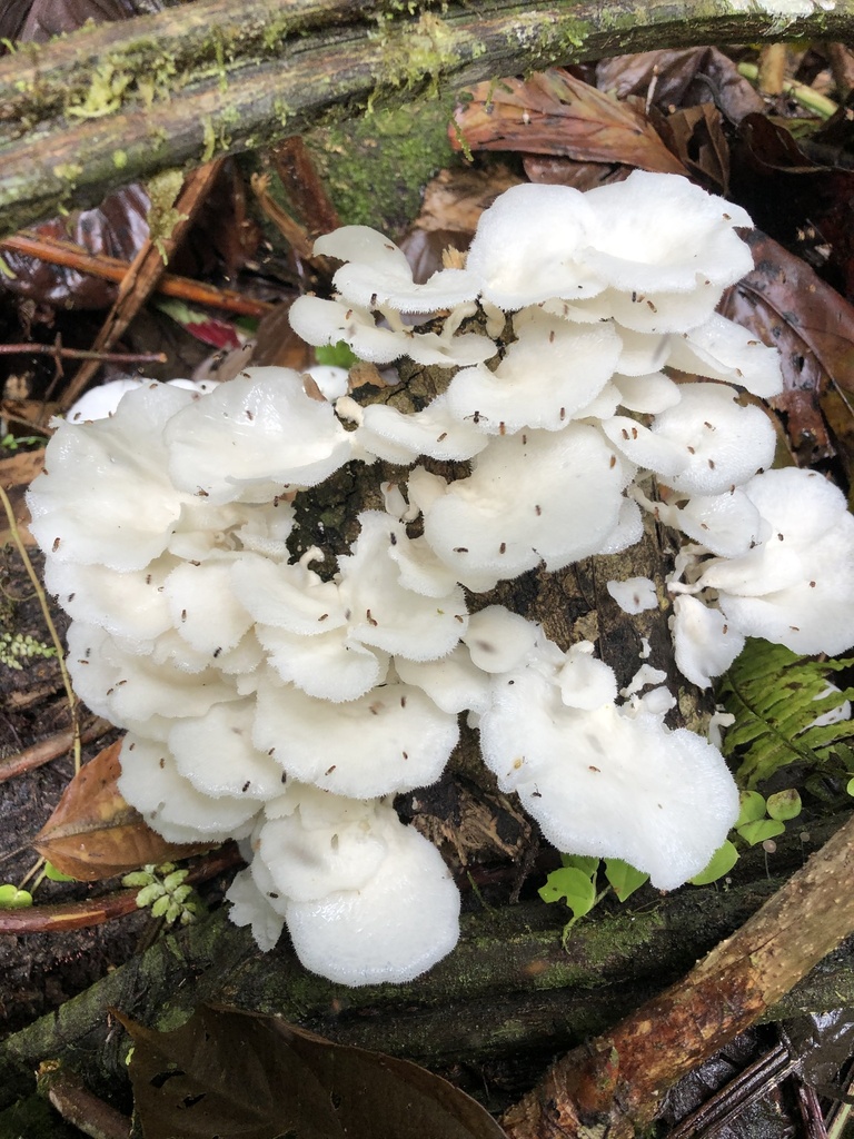 Favolus brasiliensis · November 2019 · photo: © blazeclaw (iNaturalist, cc-by)