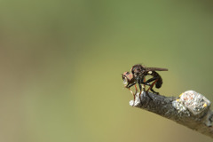 Hadrokolos texanus