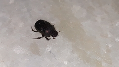 Onthophagus dama