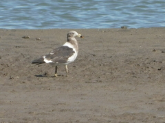 Larus atlanticus