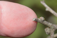 Hadrokolos texanus