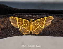 Hastina pluristrigata