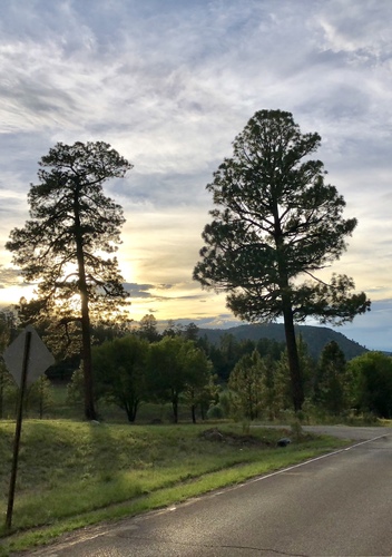 Southwestern Ponderosa Pine