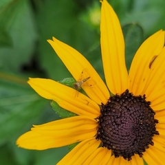 Chrysopilus modestus