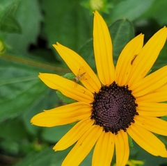 Chrysopilus modestus