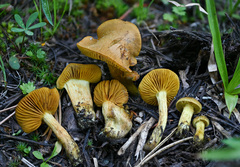 Cortinarius thiersii