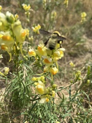 Bombus fervidus