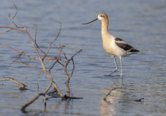 Recurvirostra americana