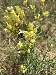 Bombus fervidus