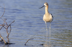 Recurvirostra americana