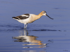 Recurvirostra americana