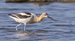 Recurvirostra americana